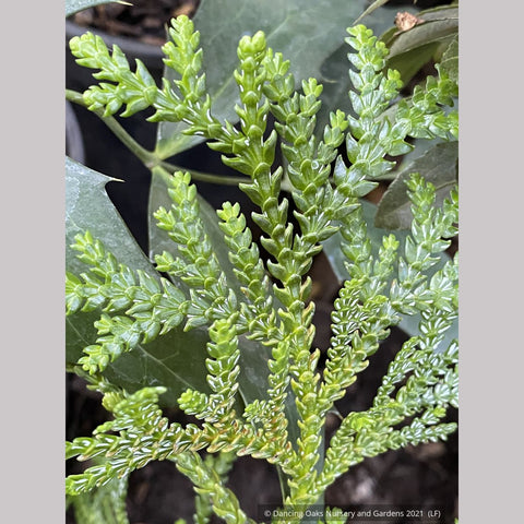 Trees ~ Thujopsis dolobrata, Elkhorn Cypress or Hiba Arborvitae ~ Dancing Oaks Nursery and Gardens ~ Retail Nursery ~ Mail Order Nursery