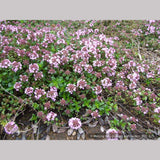 Perennials ~ Thymus longicaulis, Creeping Thyme ~ Dancing Oaks Nursery and Gardens ~ Retail Nursery ~ Mail Order Nursery