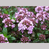 Perennials ~ Thymus longicaulis, Creeping Thyme ~ Dancing Oaks Nursery and Gardens ~ Retail Nursery ~ Mail Order Nursery