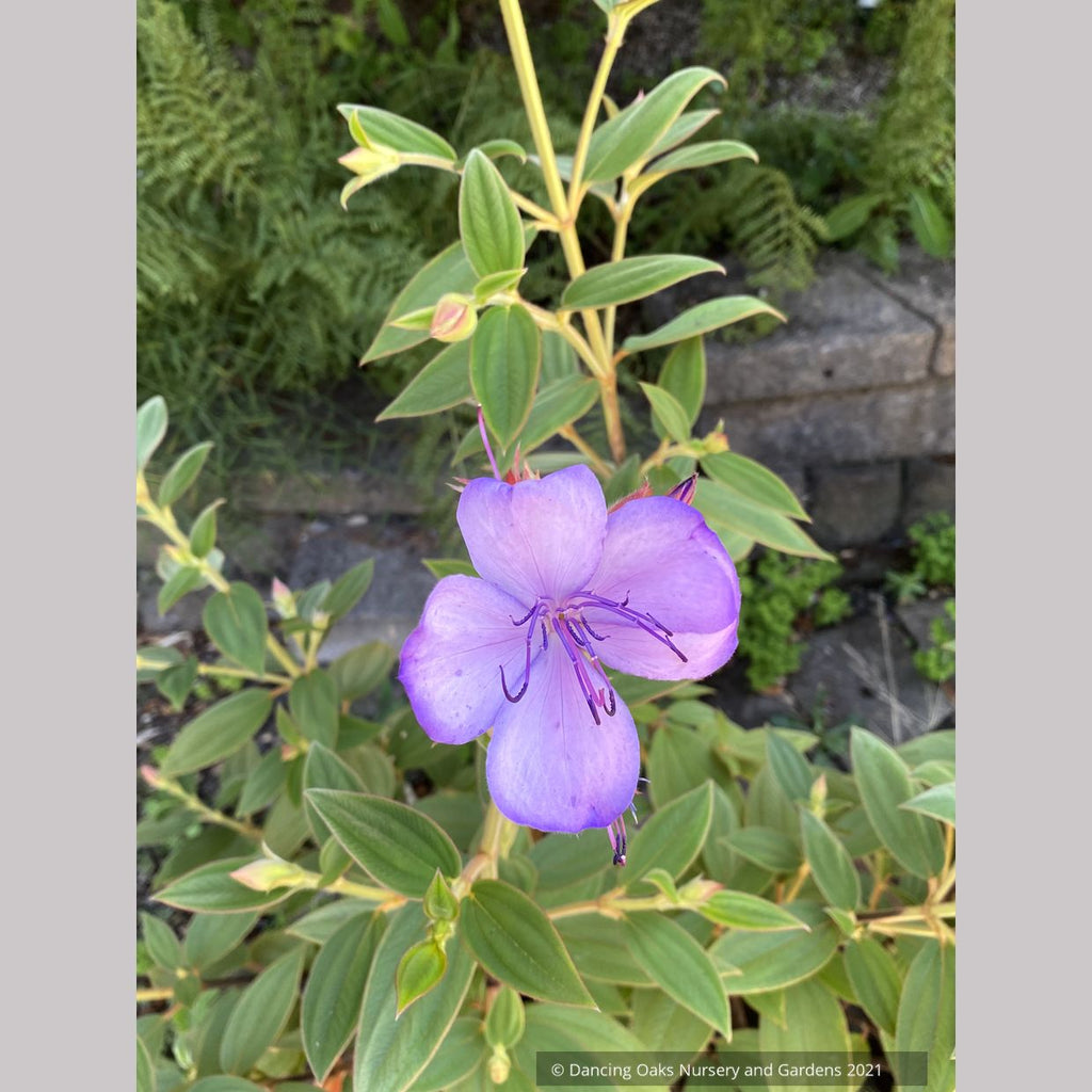 blue moon indoor plant Tibouchina organensis 'Blue Moon', Glory bush – Dancing Oaks Nursery and Gardens