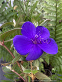 Shrubs ~ Tibouchina urvilleana, Princess Flower ~ Dancing Oaks Nursery and Gardens ~ Retail Nursery ~ Mail Order Nursery
