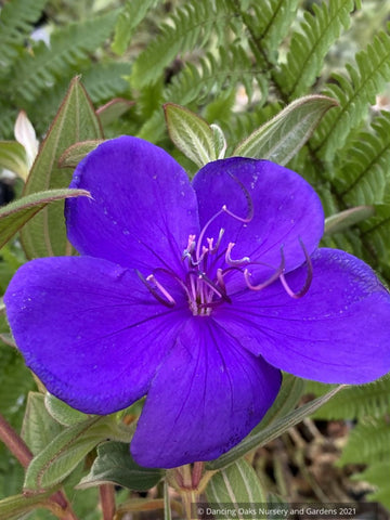 Shrubs ~ Tibouchina urvilleana, Princess Flower ~ Dancing Oaks Nursery and Gardens ~ Retail Nursery ~ Mail Order Nursery