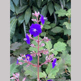 Shrubs ~ Tibouchina heteromalla, Silver Leafed Princess Flower ~ Dancing Oaks Nursery and Gardens ~ Retail Nursery ~ Mail Order Nursery