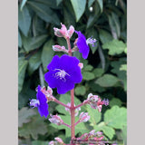 Shrubs ~ Tibouchina heteromalla, Silver Leafed Princess Flower ~ Dancing Oaks Nursery and Gardens ~ Retail Nursery ~ Mail Order Nursery