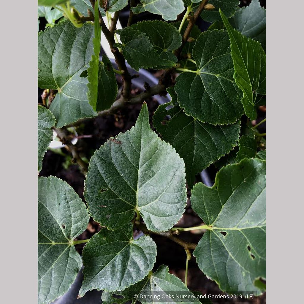 Tilia Cordata 'Monto', Dwarf Littleleaf Linden – Dancing Oaks Nursery ...