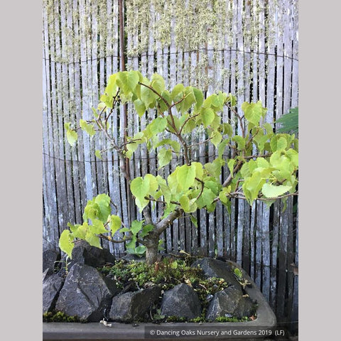 Trees ~ Tilia cordata 'Lico', Dwarf Littleleaf Linden, Dwarf Lime Tree ~ Dancing Oaks Nursery and Gardens ~ Retail Nursery ~ Mail Order Nursery