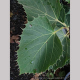 Trees ~ Tilia henryana, Henry's Lime ~ Dancing Oaks Nursery and Gardens ~ Retail Nursery ~ Mail Order Nursery