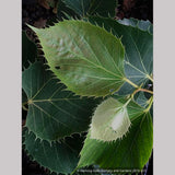 Trees ~ Tilia henryana, Henry's Lime ~ Dancing Oaks Nursery and Gardens ~ Retail Nursery ~ Mail Order Nursery