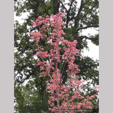 Trees ~ Toona sinensis 'Flamingo', Chinese Mahogany ~ Dancing Oaks Nursery and Gardens ~ Retail Nursery ~ Mail Order Nursery