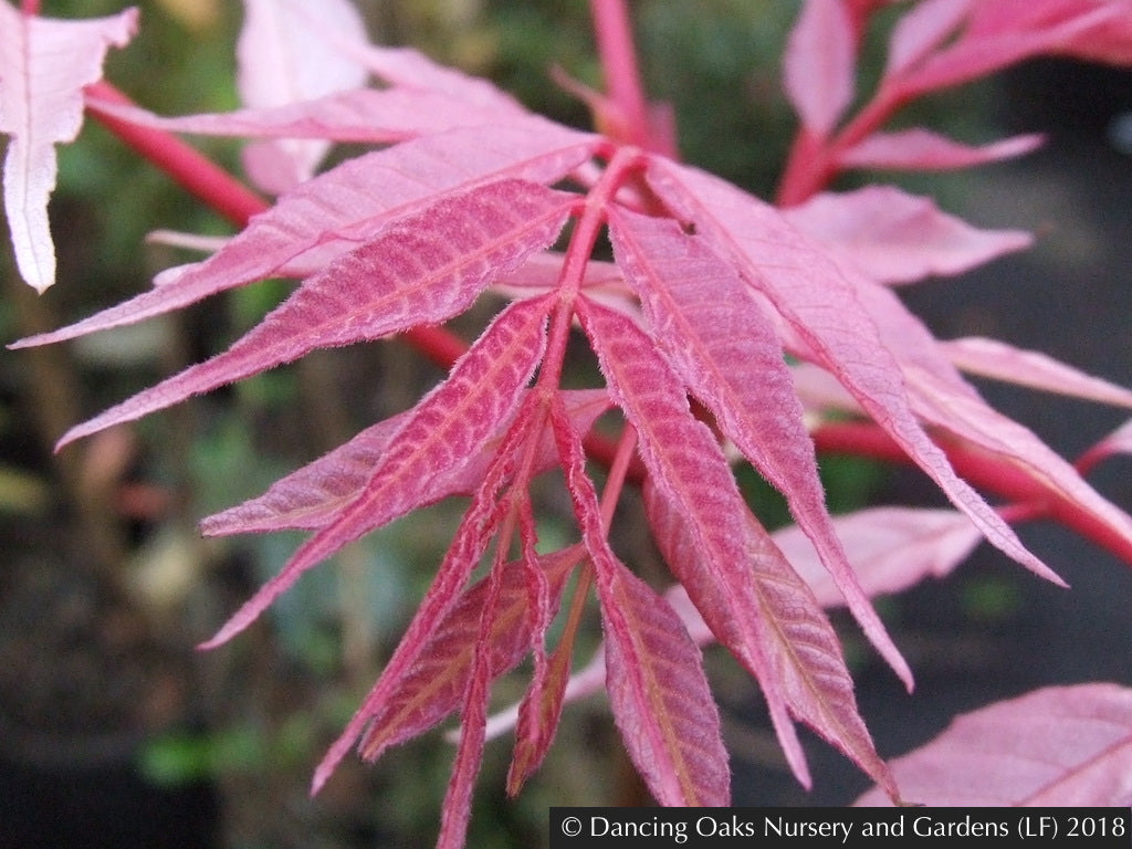 Toona sinensis 'Flamingo', Chinese Mahogany (香椿树切段, 참가