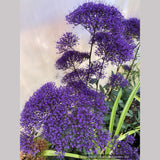 Perennials ~ Trachelium caeruleum, Blue Throatwort ~ Dancing Oaks Nursery and Gardens ~ Retail Nursery ~ Mail Order Nursery