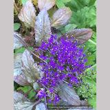 Perennials ~ Trachelium caeruleum, Blue Throatwort ~ Dancing Oaks Nursery and Gardens ~ Retail Nursery ~ Mail Order Nursery