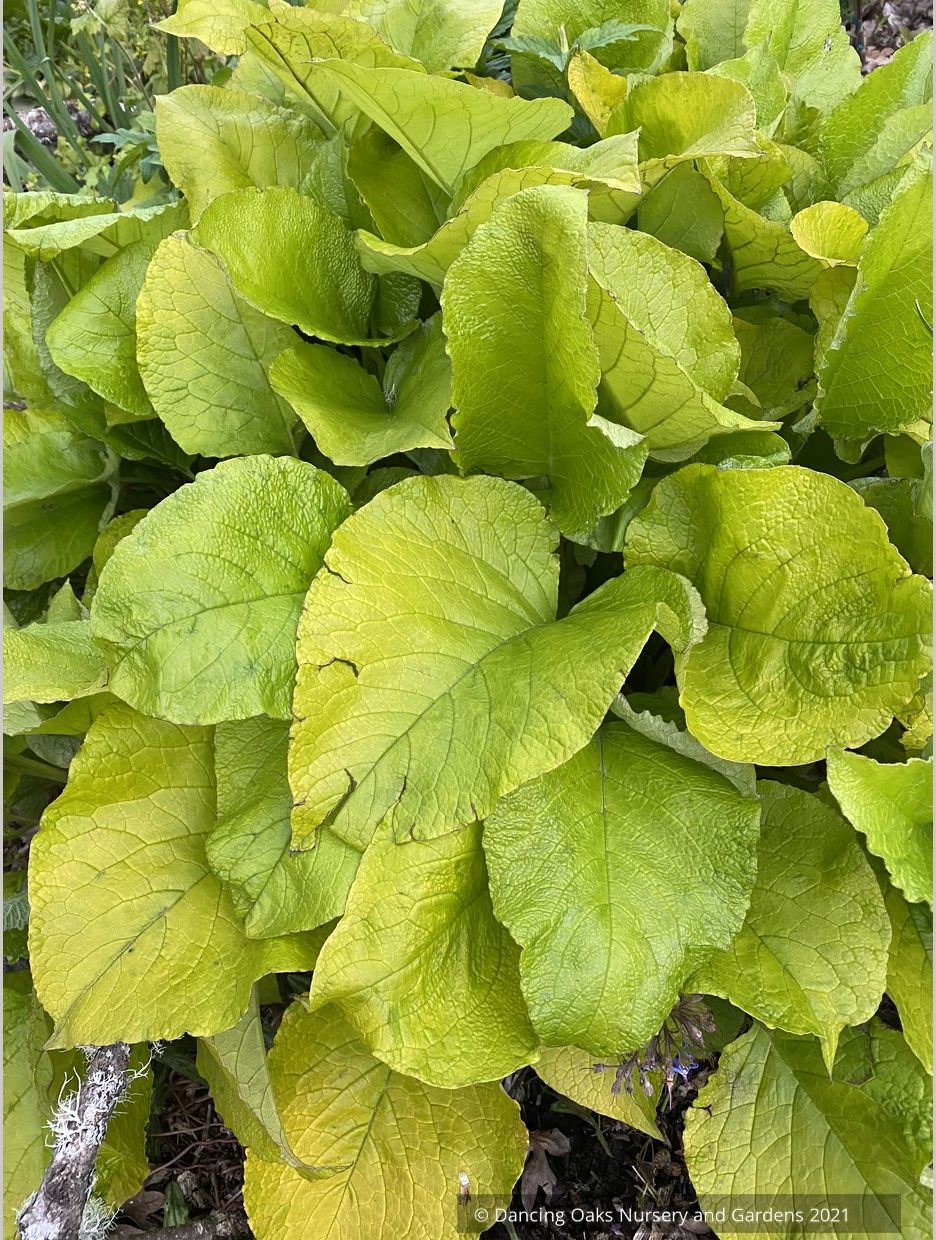 Trachystemon orientalis 'Kiwi Sun', Golden Oriental Borage or Black Sea Comfrey
