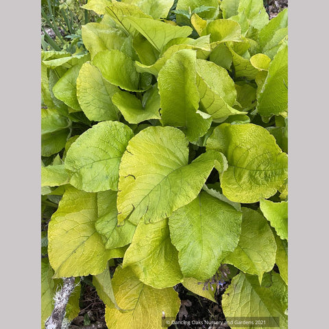 Trachystemon orientalis 'Kiwi Sun', Golden Oriental Borage