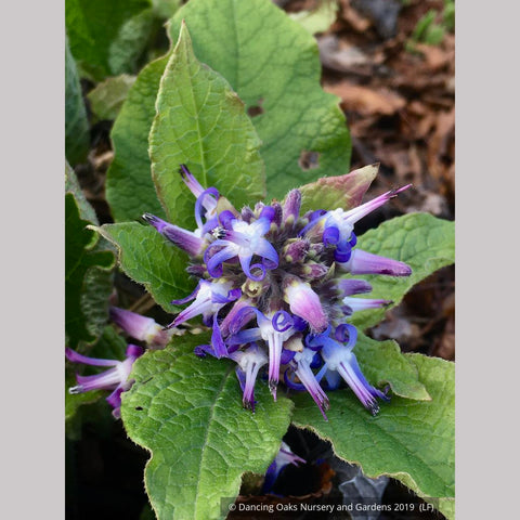 Perennials ~ Trachystemon orientalis, Oriental Borage ~ Dancing Oaks Nursery and Gardens ~ Retail Nursery ~ Mail Order Nursery