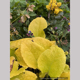 Trachystemon orientalis 'Sundew', Oriental Borage or Black Sea Comfrey
