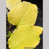 Perennials ~ Trachystemon orientalis 'Sundew', Oriental Borage or Black Sea Comfrey ~ Dancing Oaks Nursery and Gardens ~ Retail Nursery ~ Mail Order Nursery