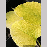 Perennials ~ Trachystemon orientalis 'Sundew', Oriental Borage or Black Sea Comfrey ~ Dancing Oaks Nursery and Gardens ~ Retail Nursery ~ Mail Order Nursery