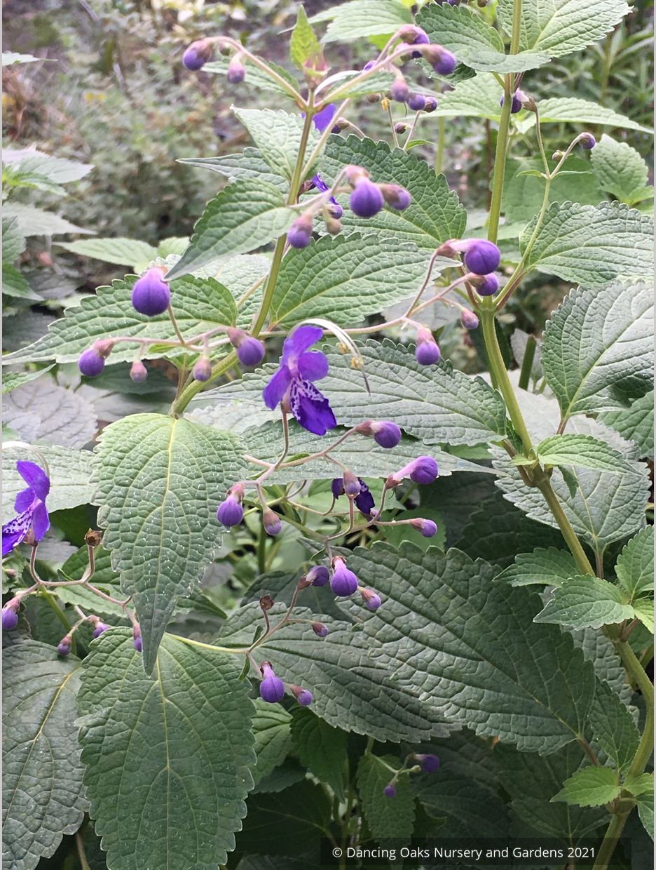 Caryopteris (syn. Tripora) divaricata 'Blue Bonnets', bluebeard