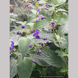 Caryopteris (syn. Tripora) divaricata, 'Blue Bonnets'