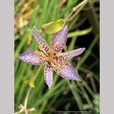Perennials ~ Tricyrtis lasiocarpa, Toad Lily ~ Dancing Oaks Nursery and Gardens ~ Retail Nursery ~ Mail Order Nursery