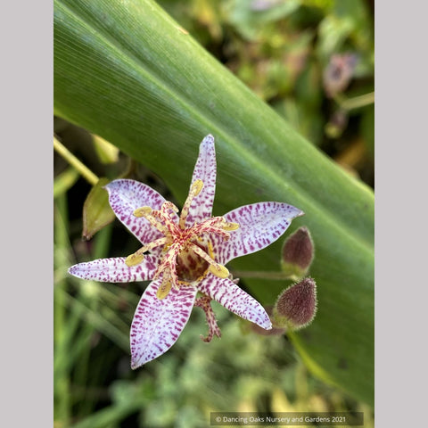 Perennials ~ Tricyrtis lasiocarpa, Toad Lily ~ Dancing Oaks Nursery and Gardens ~ Retail Nursery ~ Mail Order Nursery
