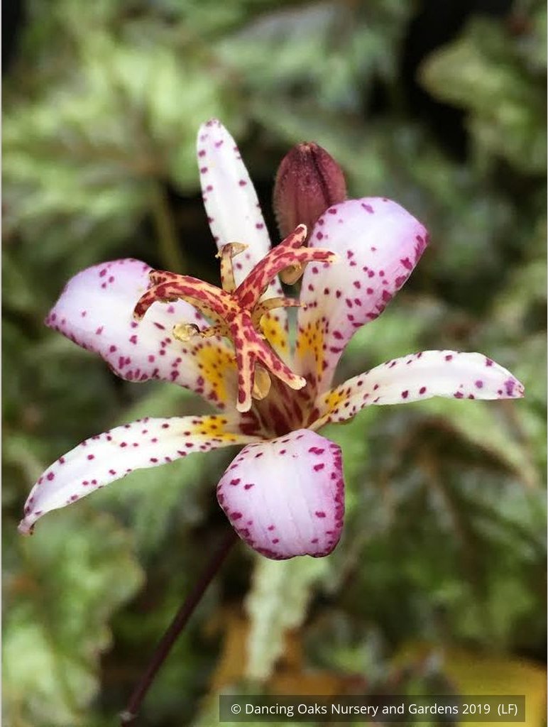 Perennials ~ Tricyrtis 'Orihime', Toad Lily ~ Dancing Oaks Nursery and Gardens ~ Retail Nursery ~ Mail Order Nursery