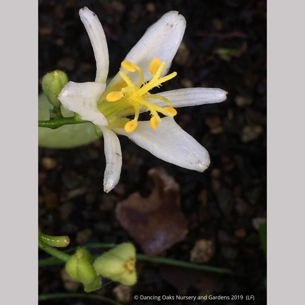 white toad lily Tricyrtis 'Shuugetsu', Toad Lily – Dancing Oaks Nursery and Gardens