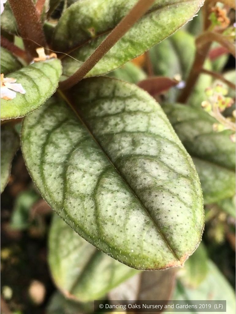 Perennials ~ Trigonotis omeiensis (syn. T. cavelleri) ~ Dancing Oaks Nursery and Gardens ~ Retail Nursery ~ Mail Order Nursery