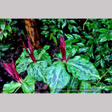 Perennials ~ Trillium kurabayashii, NW Native Trillium ~ Dancing Oaks Nursery and Gardens ~ Retail Nursery ~ Mail Order Nursery