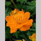 Perennials ~ Trollius chinensis 'Golden Queen', Globeflower ~ Dancing Oaks Nursery and Gardens ~ Retail Nursery ~ Mail Order Nursery