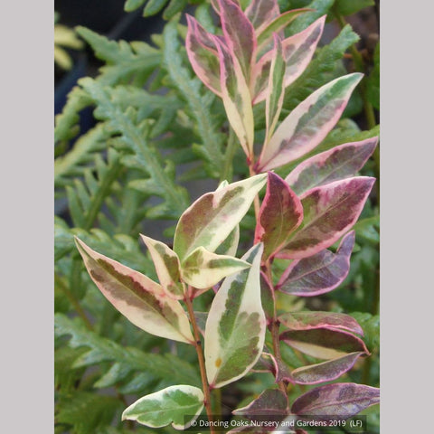 Shrubs ~ Ugni molinae 'Flambeau', Variegated Chilean Guava ~ Dancing Oaks Nursery and Gardens ~ Retail Nursery ~ Mail Order Nursery