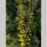 Ulmus x hollandica 'Wredei' (syn. 'Dampieri Aurea'), Golden Elm