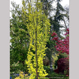 Ulmus x hollandica 'Wredei' (syn. 'Dampieri Aurea'), Golden Elm