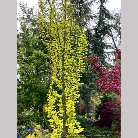 Ulmus x hollandica 'Wredei' (syn. 'Dampieri Aurea'), Golden Elm