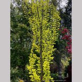 Ulmus x hollandica 'Wredei' (syn. 'Dampieri Aurea'), Golden Elm