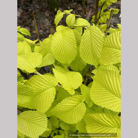 Ulmus procera 'Aurea', Golden English Elm