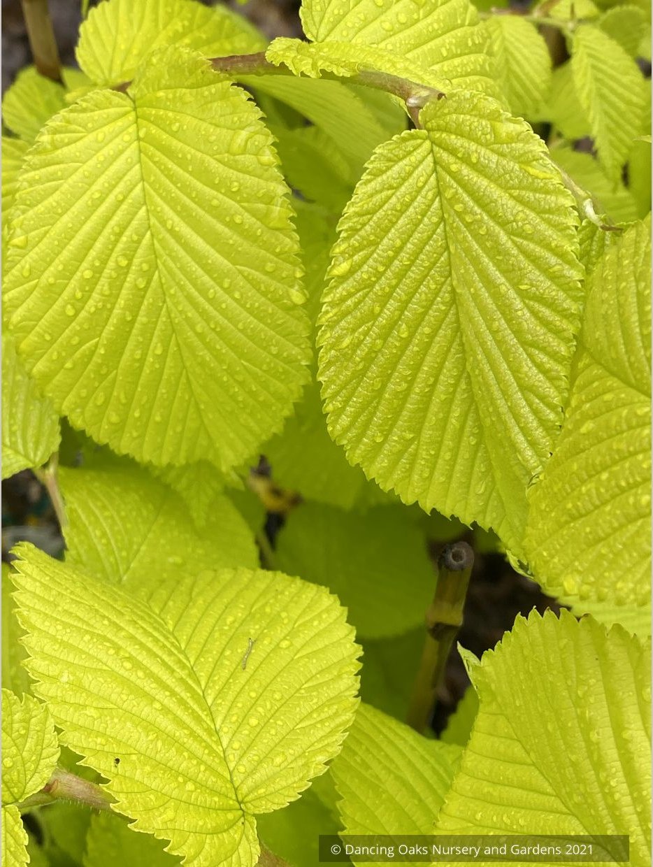 Ulmus procera 'Aurea', Golden English Elm
