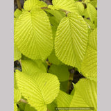 Ulmus procera 'Aurea', Golden English Elm