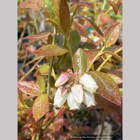 Vaccinium corymbosom 'Chandler', Blueberry, No shipping GA, MI, WA