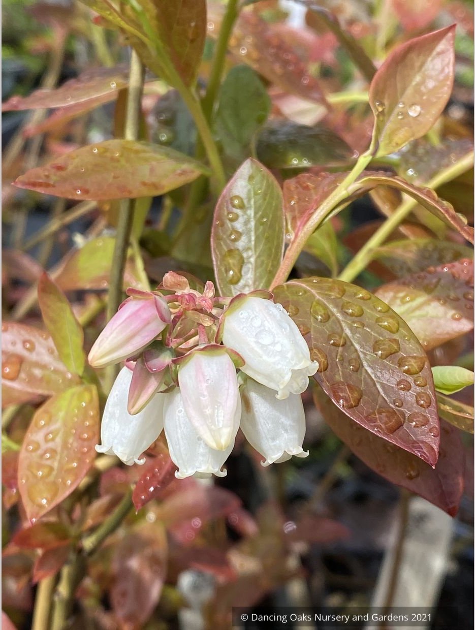 Vaccinium corymbosom 'Chandler', Blueberry, No shipping GA, MI, WA