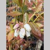 Vaccinium corymbosom 'Chandler', Blueberry, No shipping GA, MI, WA