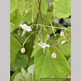 Vancouveria hexandra, Insideout Flower or Duck's Foot