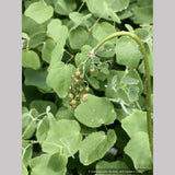 Vancouveria hexandra, Insideout Flower or Duck's Foot