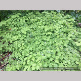 Vancouveria hexandra, Insideout Flower or Duck's Foot
