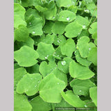 Vancouveria hexandra, Insideout Flower or Duck's Foot
