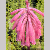 Bulbs & Tubers ~ Veltheimia bracteata, Forest Lily or Sand Onion ~ Dancing Oaks Nursery and Gardens ~ Retail Nursery ~ Mail Order Nursery