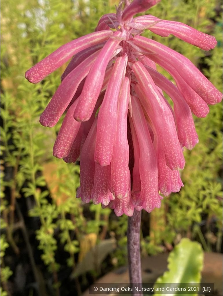 Bulbs & Tubers ~ Veltheimia bracteata, Forest Lily or Sand Onion ~ Dancing Oaks Nursery and Gardens ~ Retail Nursery ~ Mail Order Nursery