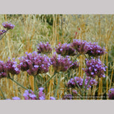 Perennials ~ Verbena bonariensis, Tall Verbena or Argentinian Vervain ~ Dancing Oaks Nursery and Gardens ~ Retail Nursery ~ Mail Order Nursery