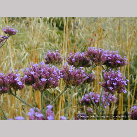 Perennials ~ Verbena bonariensis, Tall Verbena or Argentinian Vervain ~ Dancing Oaks Nursery and Gardens ~ Retail Nursery ~ Mail Order Nursery